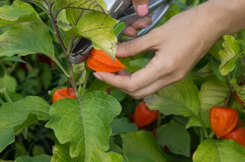 Physalis on the farm. Stock Photos