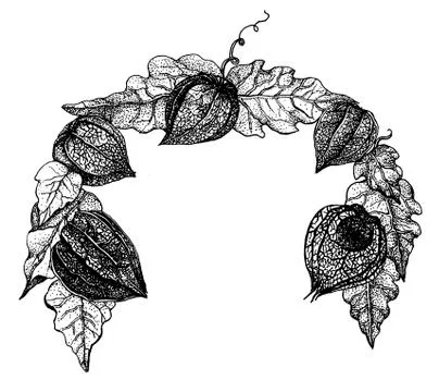 Physalis flowers Stock Illustration