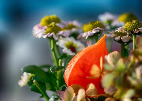 Physalis in Flowers Stock Photos