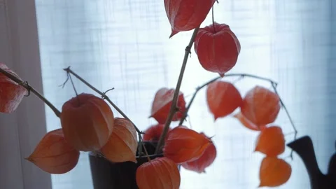 Physalis Stock Footage 148472571