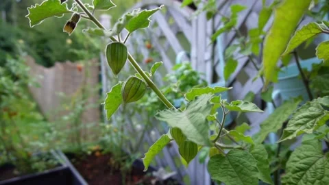 Physalis Stock Footage 205704577