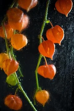 Physalis fruit close-up on a black background Stock Photos