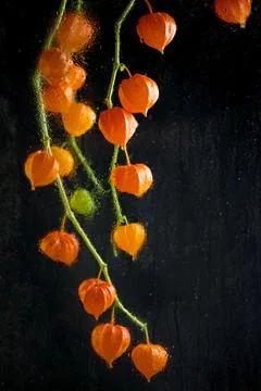 Physalis fruit close-up on a black background Stock Photos