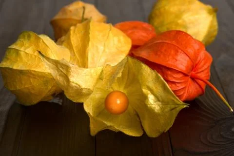 Physalis - fruit with husk Stock Photos