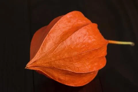 Physalis - fruit with husk Stock Photos