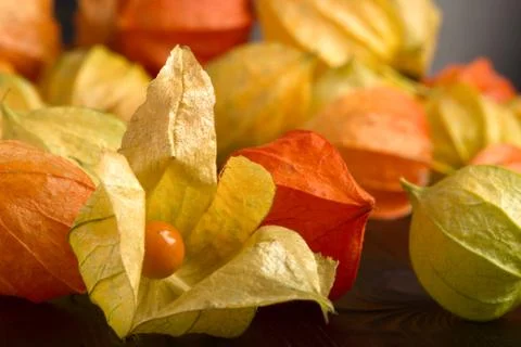 Physalis - fruit with husk Stock Photos
