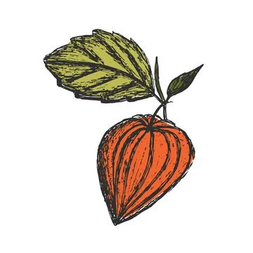 Physalis fruit with leaf on isolated background. Color hand drawn sketch Stock Illustration