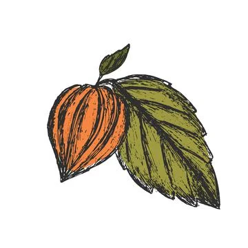 Physalis fruit with leaf on isolated background. Color hand drawn sketch Stock Illustration