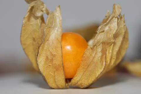 Physalis fruit macro background high quality prints solanaceae family Stock Photos