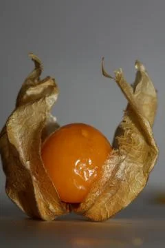 Physalis fruit macro background high quality prints solanaceae family Stock Photos