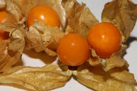 Physalis fruit macro background high quality prints solanaceae family Stock Photos