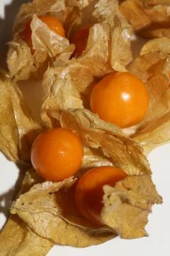 Physalis fruit macro background high quality prints solanaceae family Stock Photos