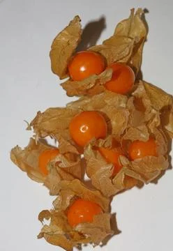 Physalis fruit macro background high quality prints solanaceae family Stock Photos