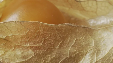 Physalis fruit macro close up stock footage Stock Footage 87162737