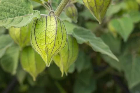 Physalis fruit on the plant close up view Stock Photos
