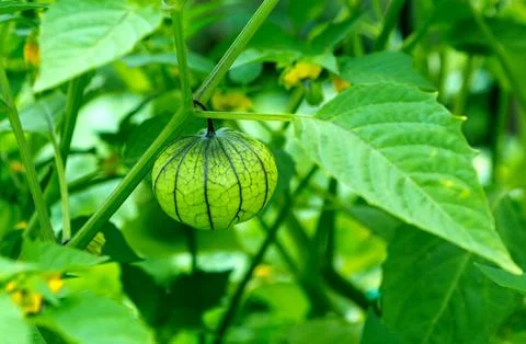 Physalis fruit on the plant Stock Photos