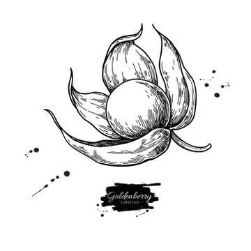 Physalis fruit vector drawing. Golden berry sketch. Vintage engraved Stock Illustration