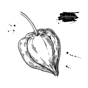 Physalis fruit vector drawing. Golden berry sketch. Vintage engraved Stock Illustration
