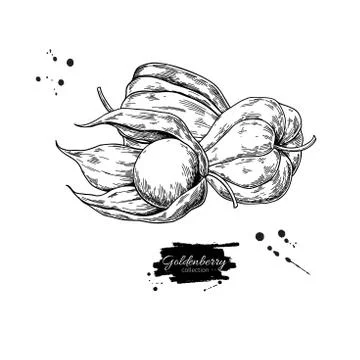Physalis fruit vector drawing. Golden berry sketch. Vintage engraved Stock Illustration