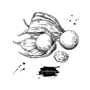 Physalis fruit vector drawing. Golden berry sketch. Vintage engraved Illustrazione stock