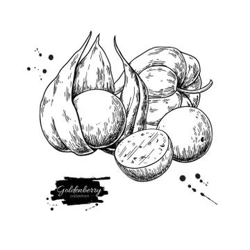 Physalis fruit vector drawing. Golden berry sketch. Vintage engraved Stock Illustration