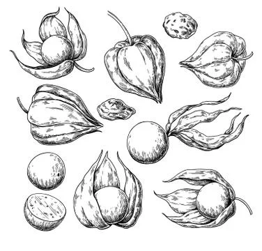 Physalis fruit vector drawing. Golden berry sketch. Vintage engraved Stock Illustration