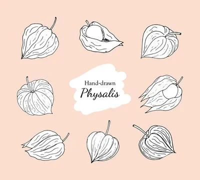 Physalis fruit vector drawings set. Tomatillo fruit set. Hand-drawn physali.. Stock Illustration