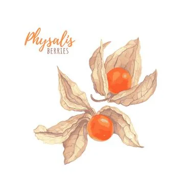 Physalis hand drawing vector illustration. Stock Illustration