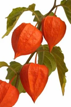 Physalis, isolated Stock Photos