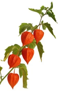 Physalis, isolated Foto stock