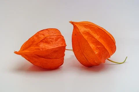 Physalis isolated on white background Stock Photos