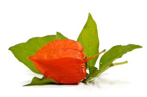 Physalis with the leaf close-up Stock Photos