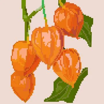Physalis with a leaf Stock Illustration