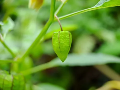 Physalis minima tree, Hogweed, Ground Cherry on tree, Pygmy ground cherry fru Stock Photos