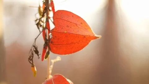 Physalis orange fruit moving in the wind back lit by sunset light Stock Footage 125571881