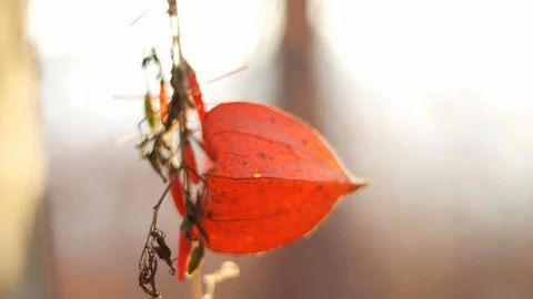 Physalis orange fruit moving in the wind back lit by sunset light 2 Stock Footage 125571893