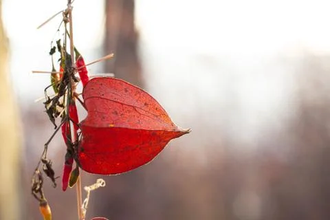 Physalis orange fruit stem close up arrangement with small red peppers backli Fotos de archivo