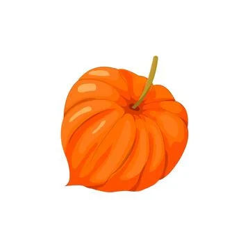 Physalis orange fruit, tropical exotic food. Physalis or golden berry fruit.. Stock Illustration
