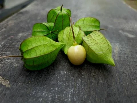 Physalis Peruviana Stock Photos