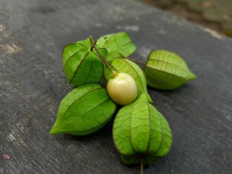 Physalis Peruviana Stock Photos