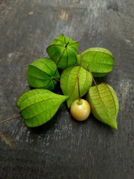 Physalis Peruviana Foto stock