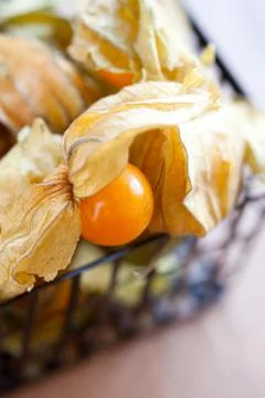 Physalis Stock Photos