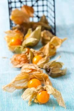 Physalis Stock Photos