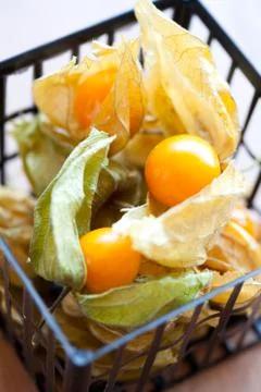 Physalis Stock Photos