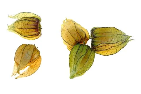 Physalis Stock Photos