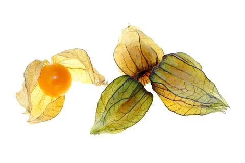 Physalis Stock Photos