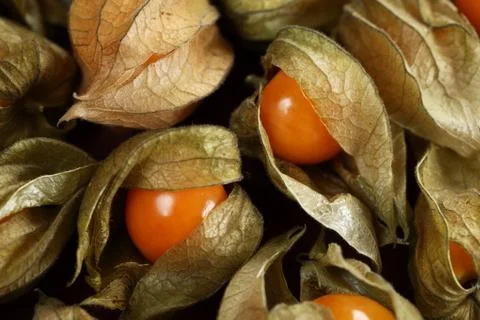 Physalis Stock Photos