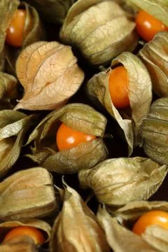 Physalis Foto stock