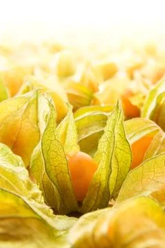 Physalis Stock Photos