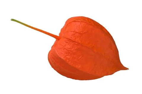 Physalis. Stock Photos